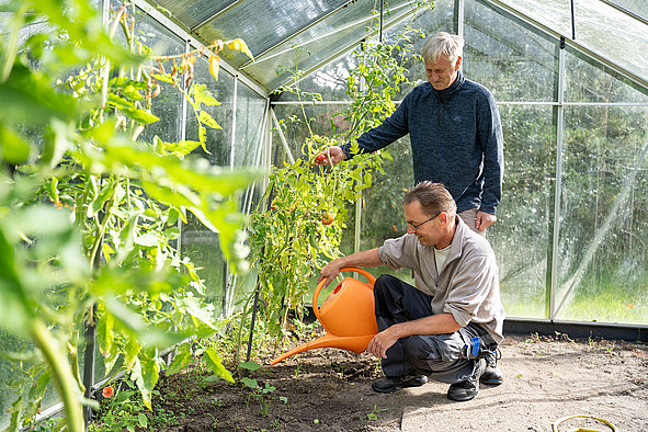 Zwei Männer in Gewächshaus gießen und ernten Tomaten
